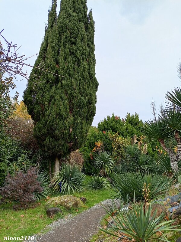 Адлер. Дендропарк "Южные культуры" - Нина Бутко Адлер. Дендропарк "Южные культуры" - Нина Бутко