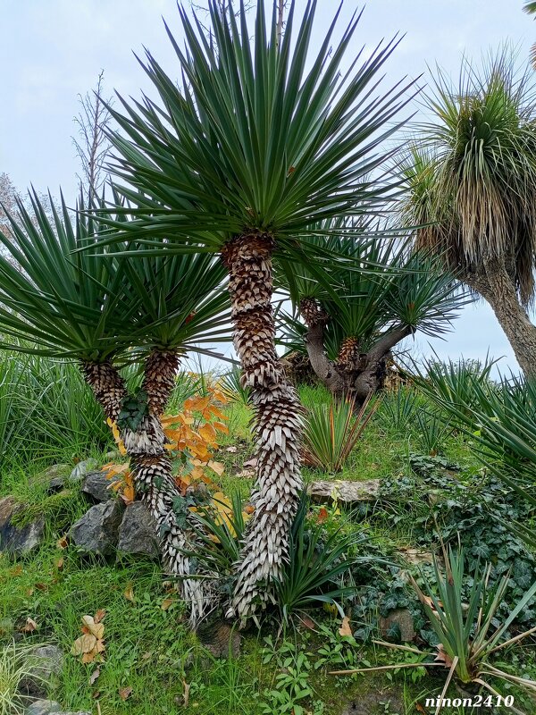 Адлер. Дендропарк "Южные культуры" - Нина Бутко Адлер. Дендропарк "Южные культуры" - Нина Бутко