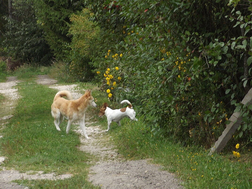 Приятная встреча - Freddy 97 Приятная встреча - Freddy 97