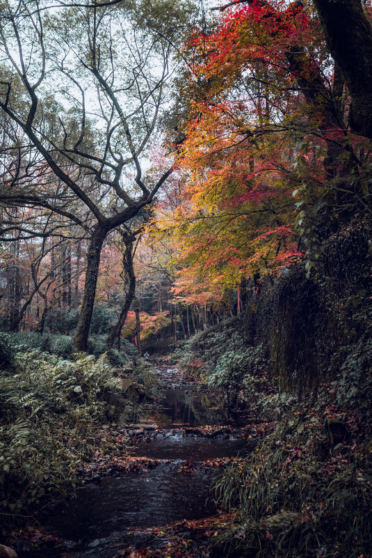 Парк Цзюси, или Девять ручьев в туманном лесу в Ханчжоу - Дмитрий Парк Цзюси, или Девять ручьев в туманном лесу в Ханчжоу - Дмитрий