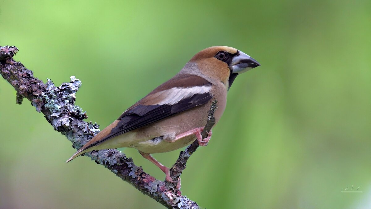 Мир птиц - Николай Соколухин
