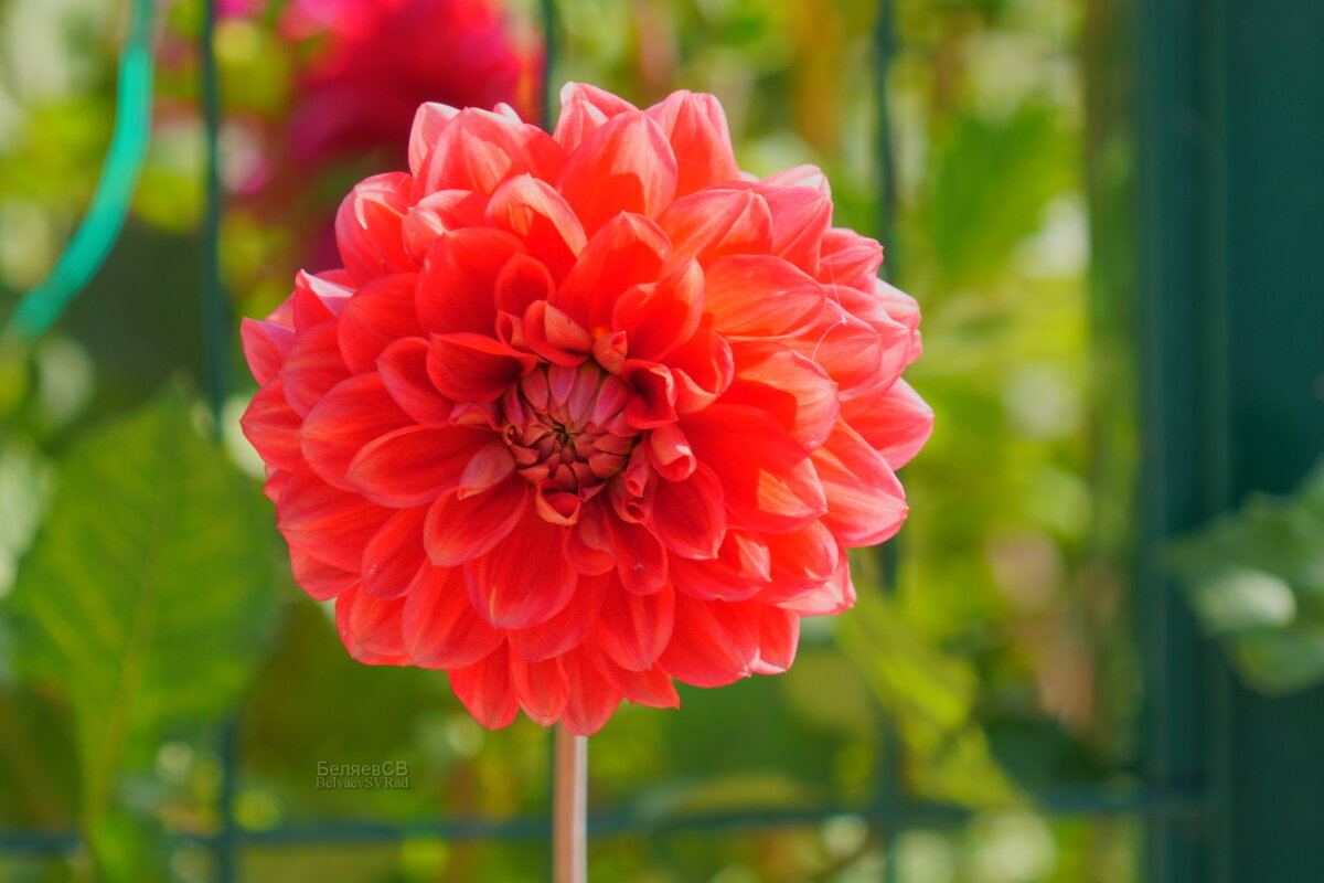 Георгин - Сергей Беляев