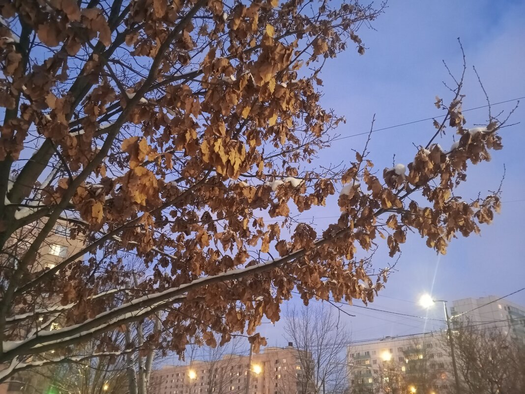 Дуб - Сапсан 