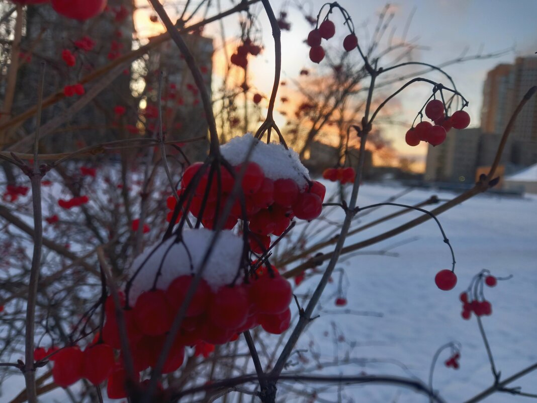 Калина - Сапсан 