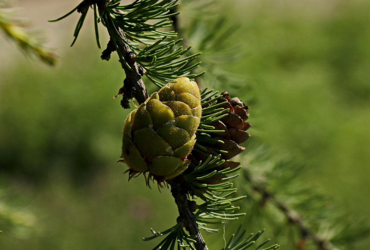 Шишка. - Ирина Нафаня Шишка. - Ирина Нафаня