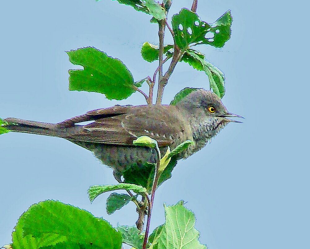 ястребиная славка - gawrilа - dan