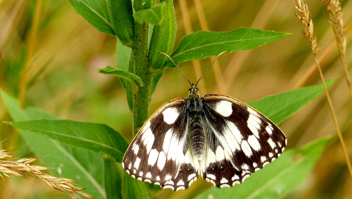 опять про бабочек 354 - Александр Прокудин опять про бабочек 354 - Александр Прокудин