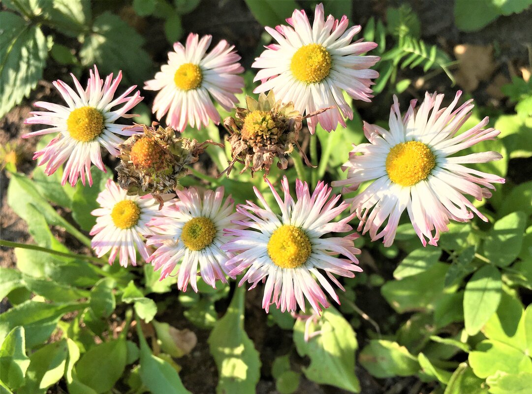 ***заботливые маргаритки*** - Olga Oskolkova ***заботливые маргаритки*** - Olga Oskolkova