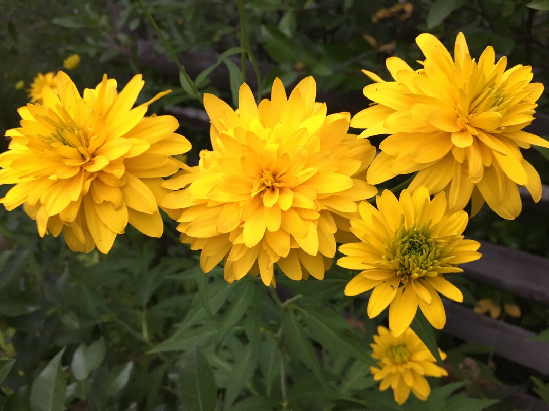 ***золотые шары*** - Olga Oskolkova ***золотые шары*** - Olga Oskolkova