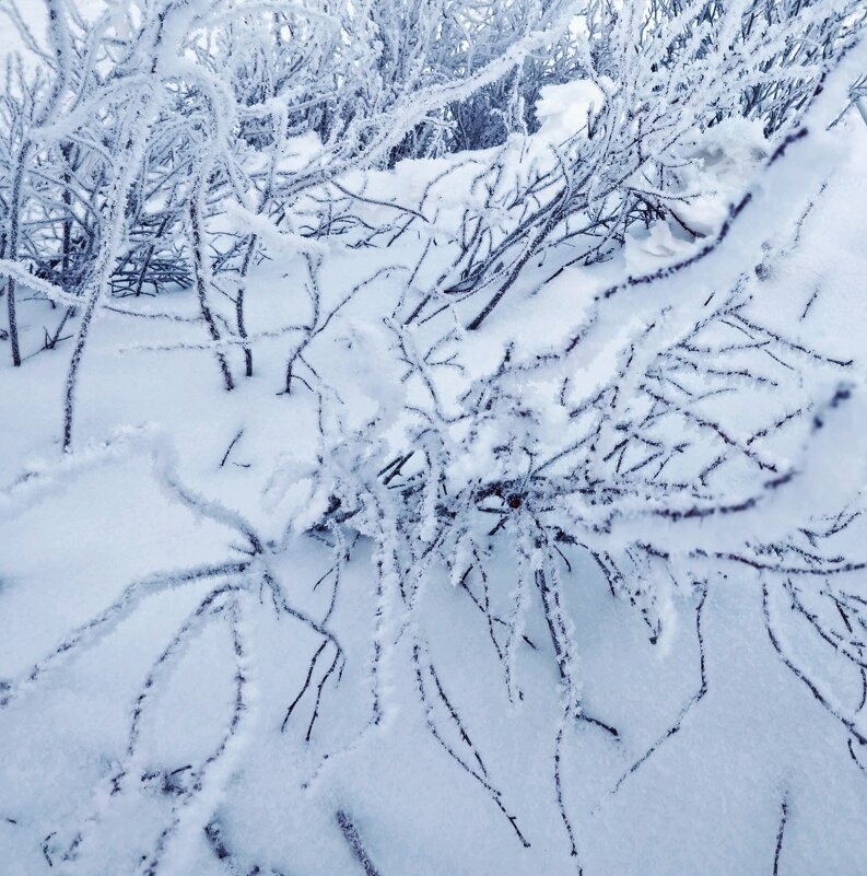 Степные травы - Андрей Хлопонин