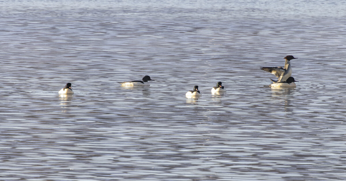 крокали - юрий макаров крокали - юрий макаров