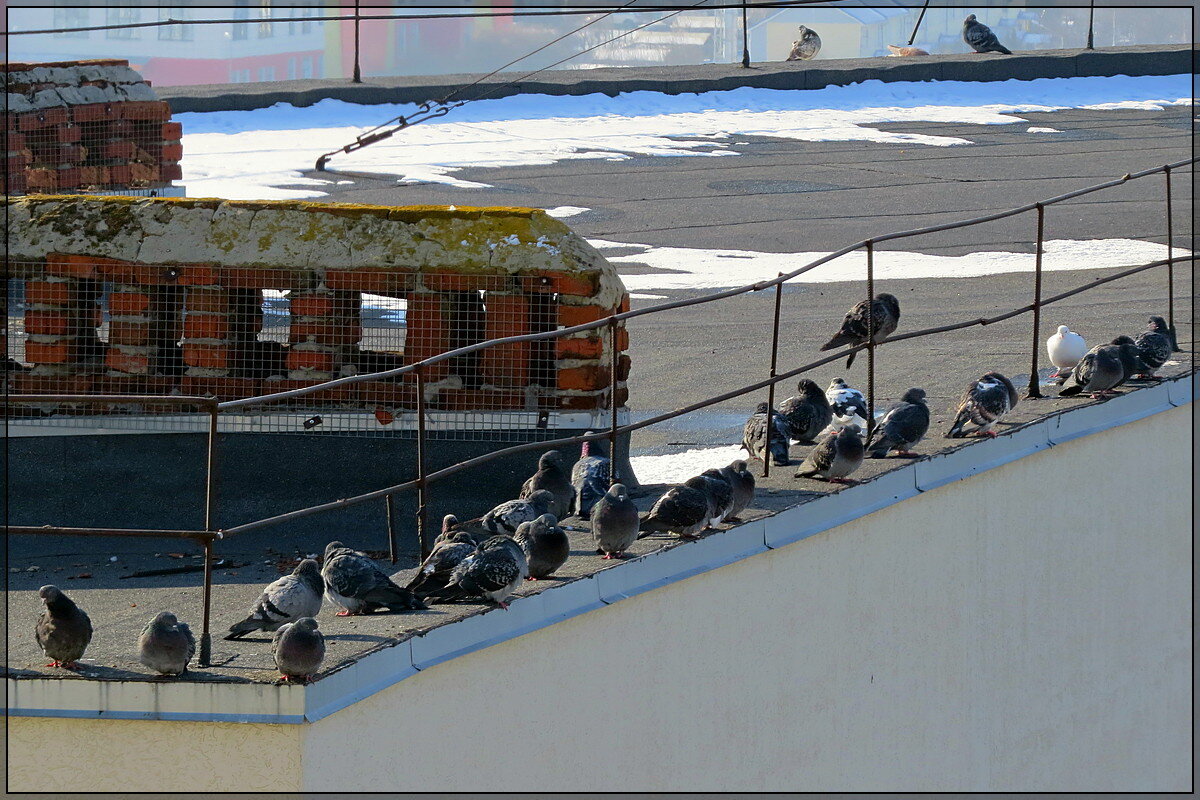 Морозно однако ! - Сеня Белгородский Морозно однако ! - Сеня Белгородский