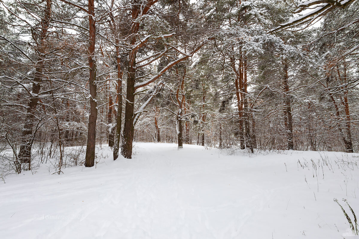 В зимнем лесу - Александр Синдерёв
