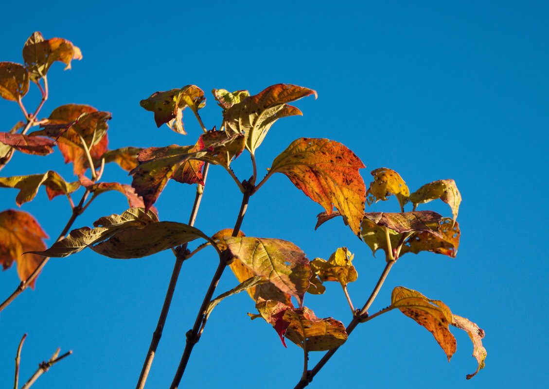 *** - lady v.ekaterina