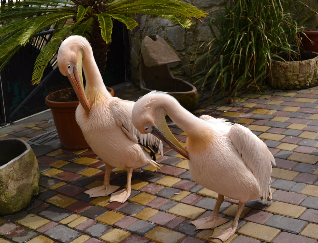 пеликаны приглашают - Ольга пеликаны приглашают - Ольга