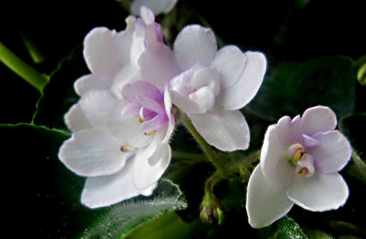 Фиалки - Елена Семигина Фиалки - Елена Семигина