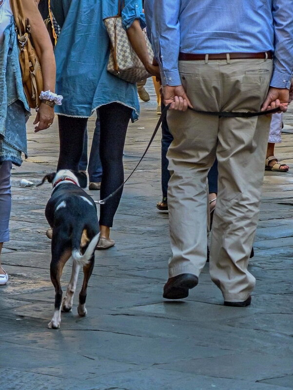 Поводок - Наталья Rosenwasser