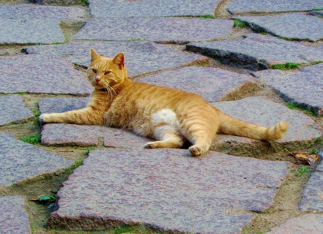 .. кот Персей, живущий в замке Выборга... - galalog galalog