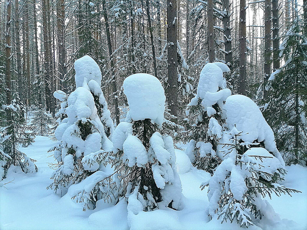 Фантазии зимы - Алевтина Фантазии зимы - Алевтина