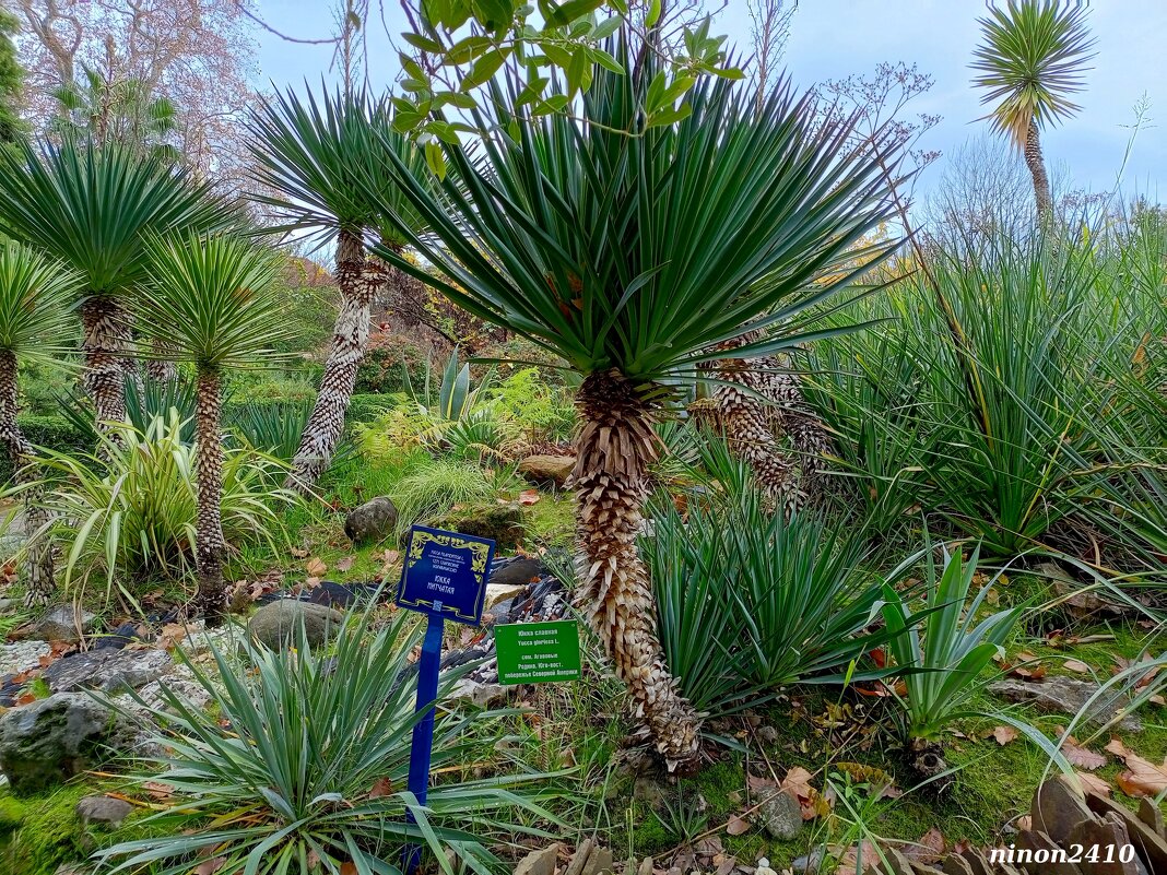 Адлер. Дендропарк "Южные культуры" - Нина Бутко Адлер. Дендропарк "Южные культуры" - Нина Бутко