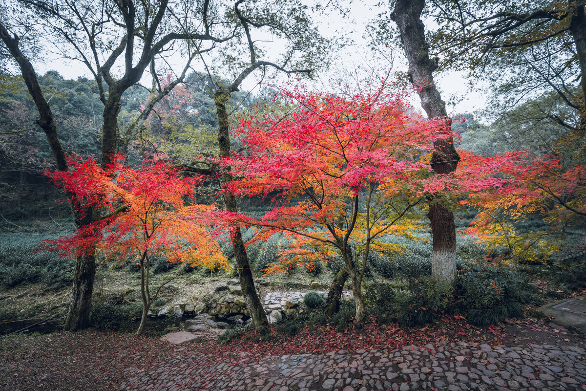 Осенние краски - Дмитрий 