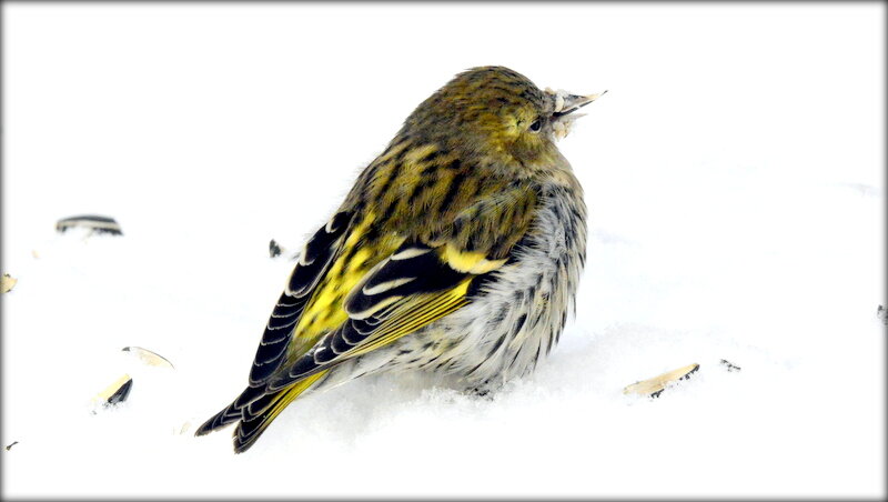 Чижик, сам - Сергей 