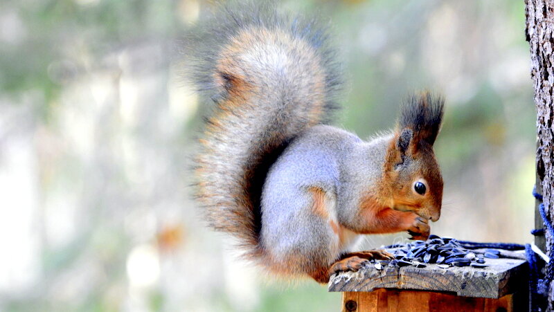 Пункт питания у белки .. - Сергей Пункт питания у белки .. - Сергей