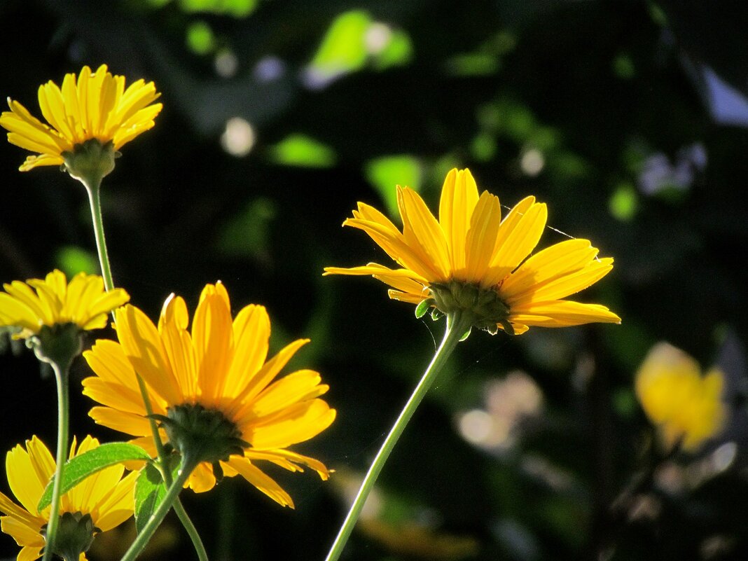 Желтые цветы - Роман Савоцкий
