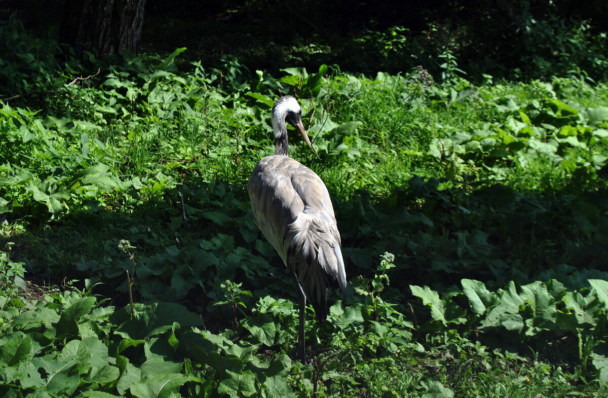 Серый журавль - AleksSPb Лесниченко