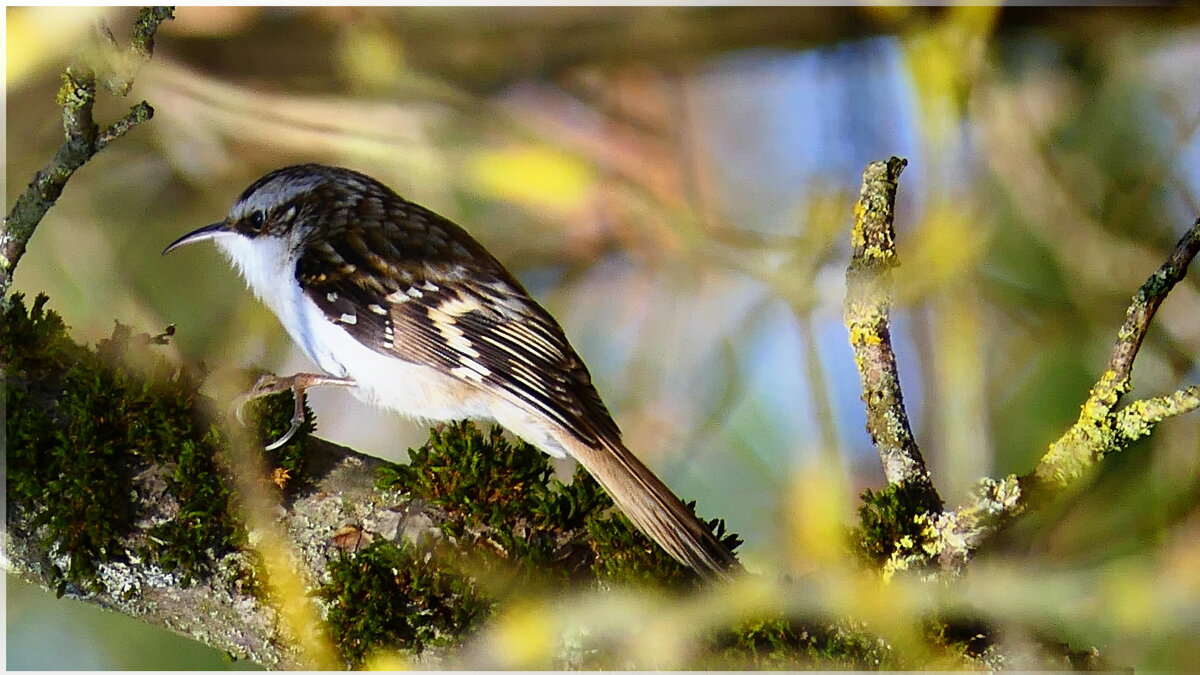 "Пищуха" (не будем забывать о кормушках)...сделайте кормушку для птиц. - "The Natural World" Александер "Пищуха" (не будем забывать о кормушках)...сделайте кормушку для птиц. - "The Natural World" Александер