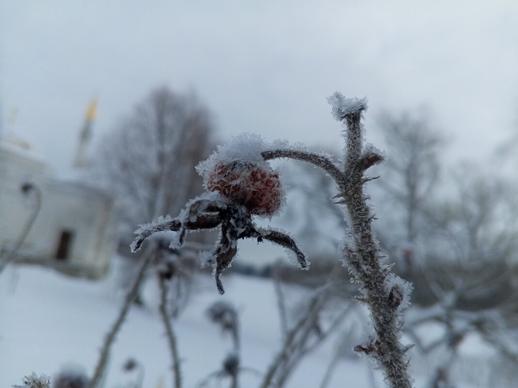 Шиповник - Сапсан 