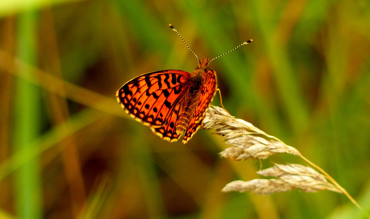 опять про бабочек 361 - Александр Прокудин опять про бабочек 361 - Александр Прокудин