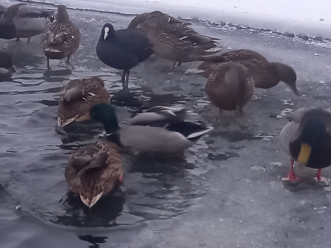 Утки - Сапсан 