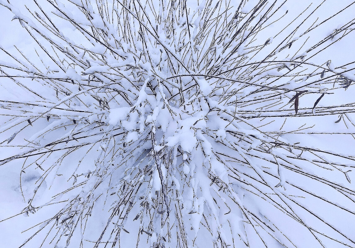 Февральское украшение! - Валентина Нефёдова Февральское украшение! - Валентина Нефёдова