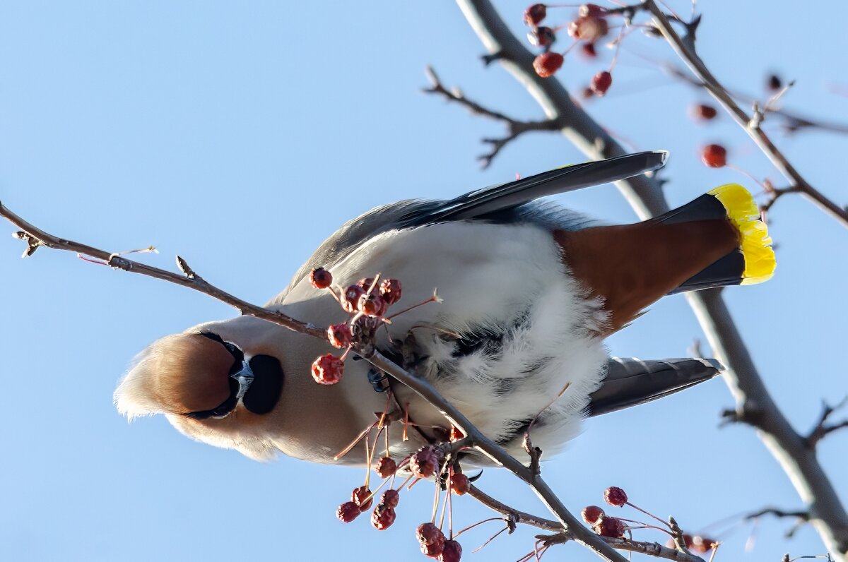 Свиристель. - Виктор Иванович Чернюк Свиристель. - Виктор Иванович Чернюк