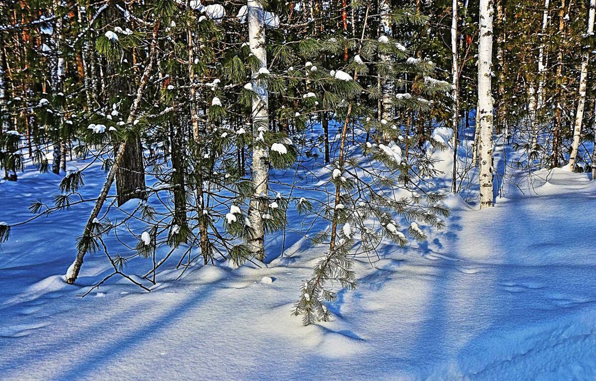 Февраль.ю..Свет и тени на лесной опушке! - Владимир 