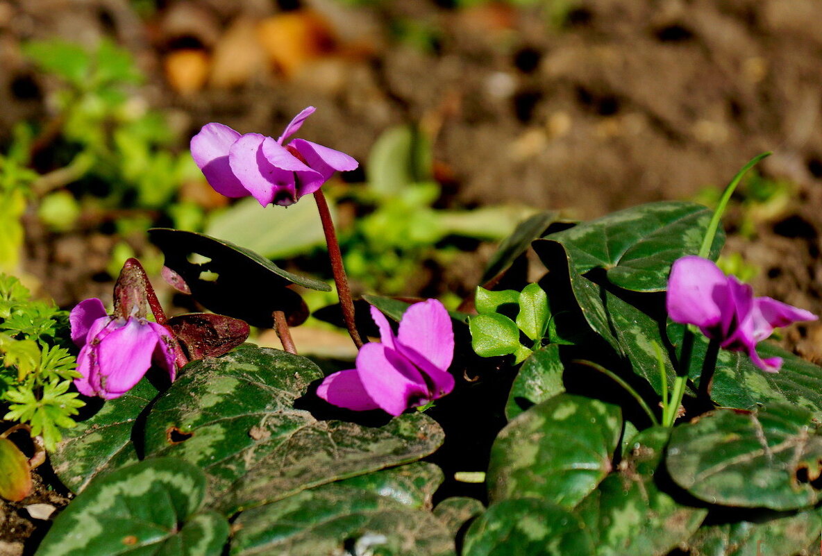 Первые... - Николай Саржанов Первые... - Николай Саржанов