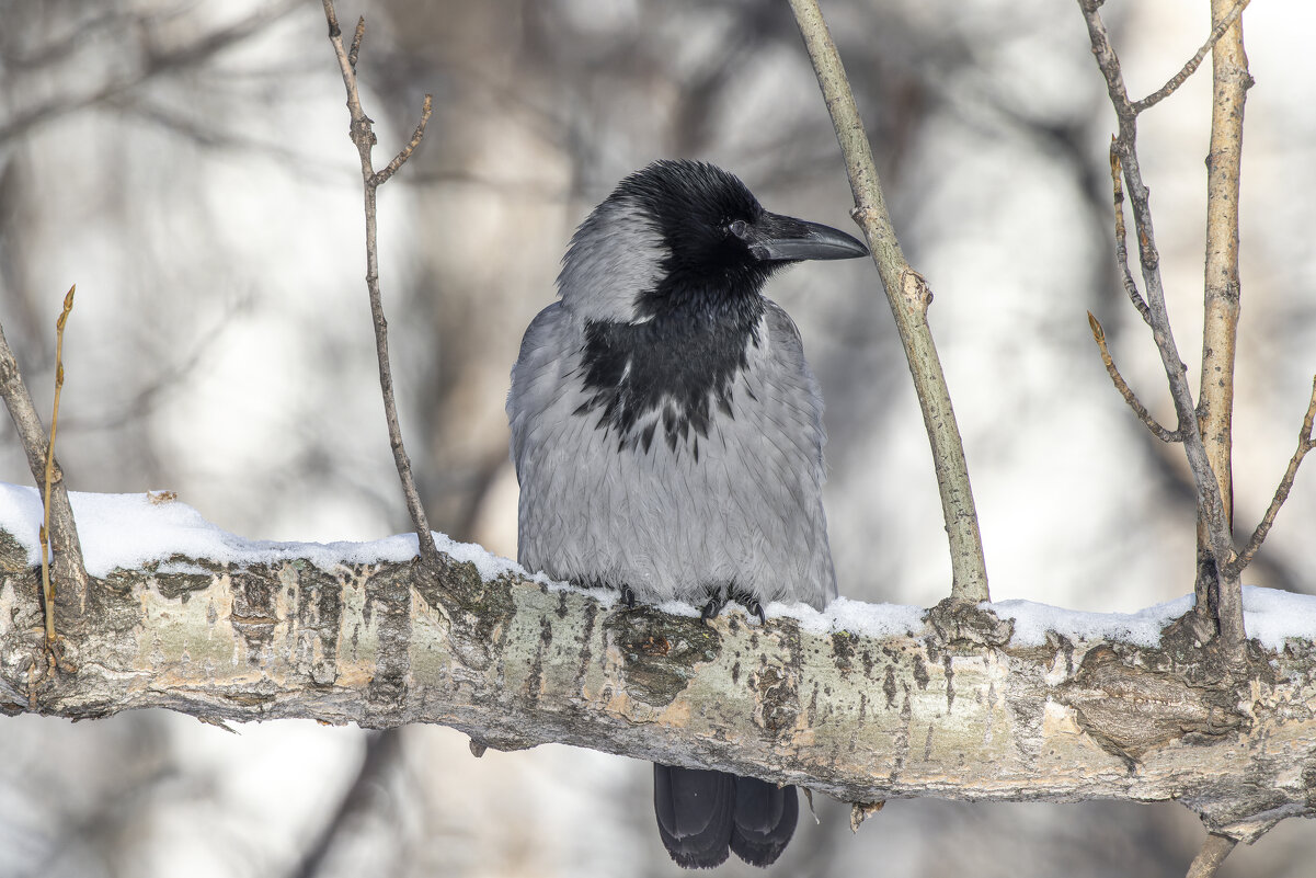 ворона - юрий макаров ворона - юрий макаров