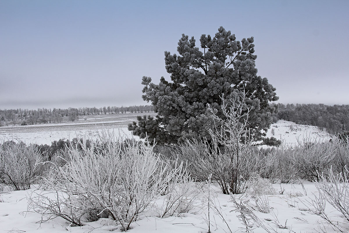 Февральский иней - MILAV V
