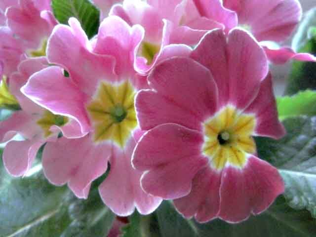 примулы - Елена Семигина примулы - Елена Семигина