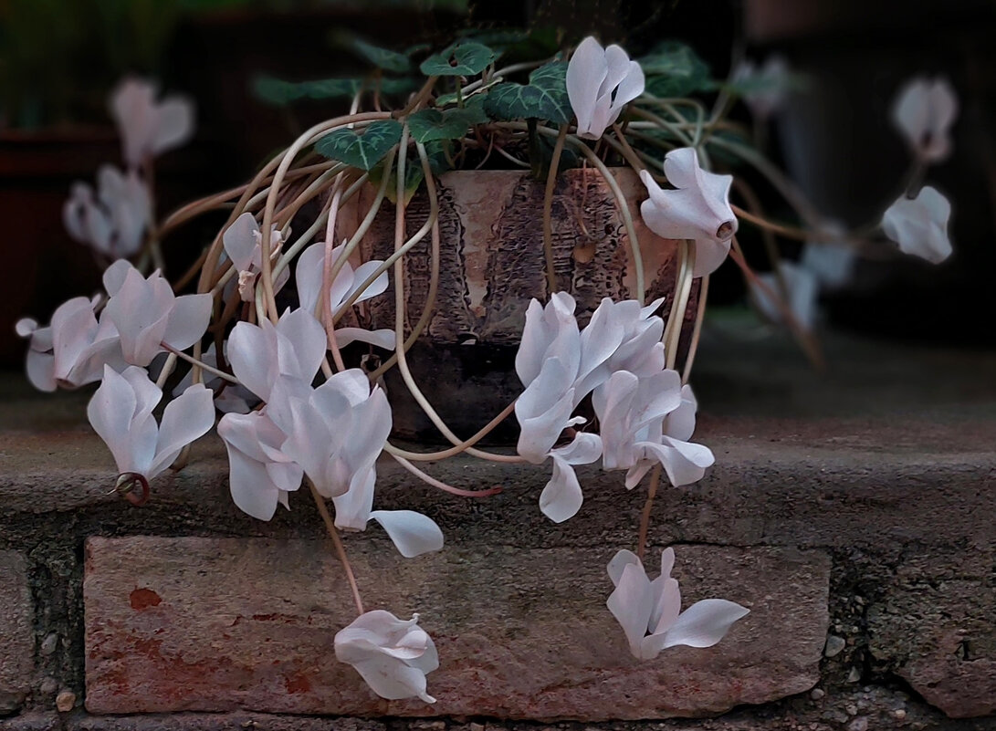 цикламены цветут - ИРЭН@ .