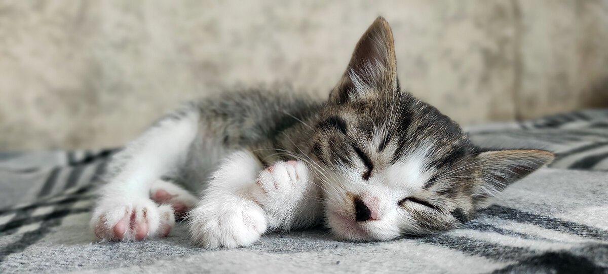 Сладкий сон - red-cat.25 red-cat.25 Сладкий сон - red-cat.25 red-cat.25