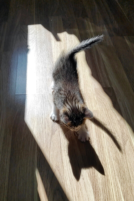 Кототень. Поймай, если сможешь - red-cat.25 red-cat.25