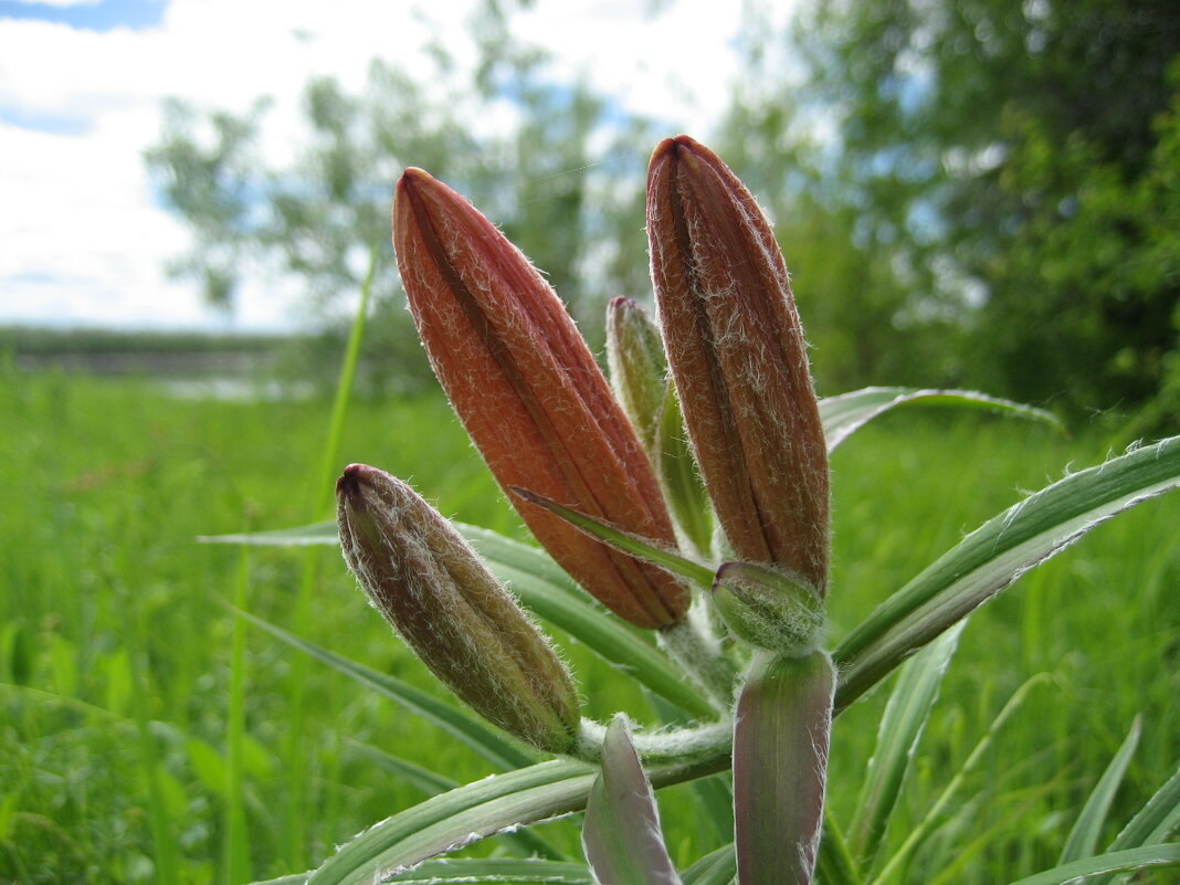 Лилия даурская - Anna Ivanova Лилия даурская - Anna Ivanova