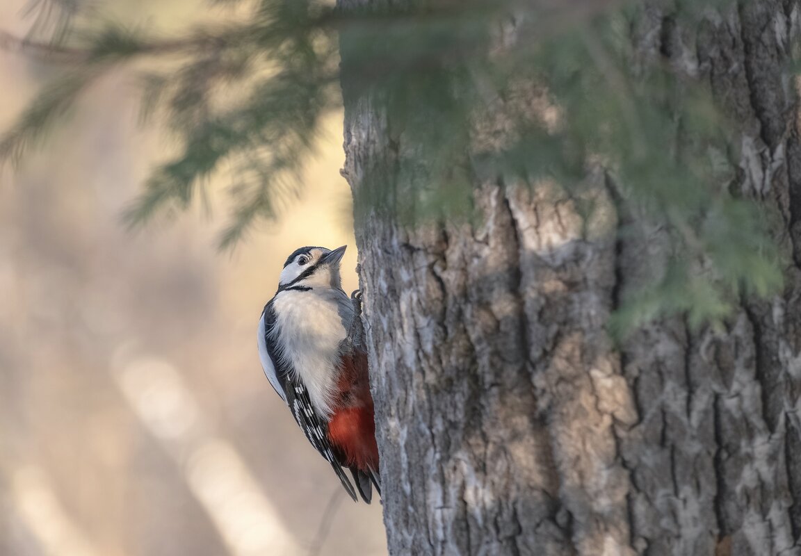 Пестрый дятел - Марина Фомина. Пестрый дятел - Марина Фомина.