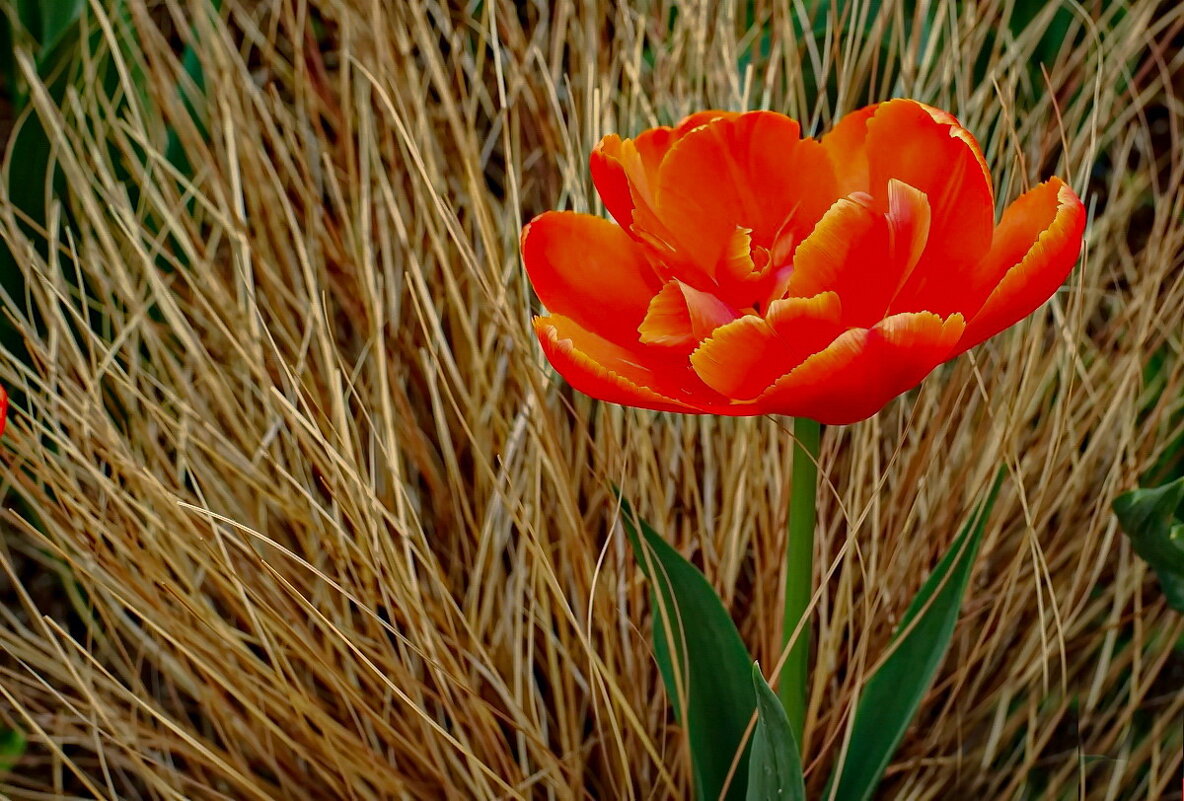 Вспомним Весну... - Николай Саржанов Вспомним Весну... - Николай Саржанов