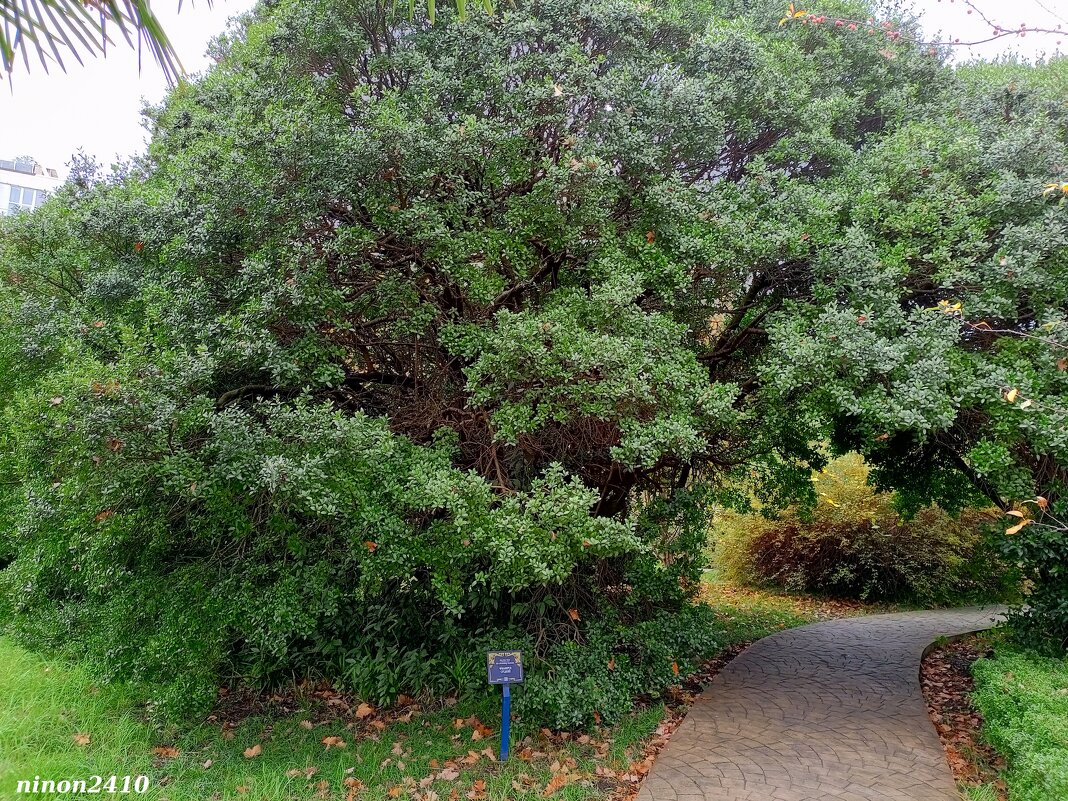 Адлер. Дендропарк "Южные культуры" - Нина Бутко Адлер. Дендропарк "Южные культуры" - Нина Бутко