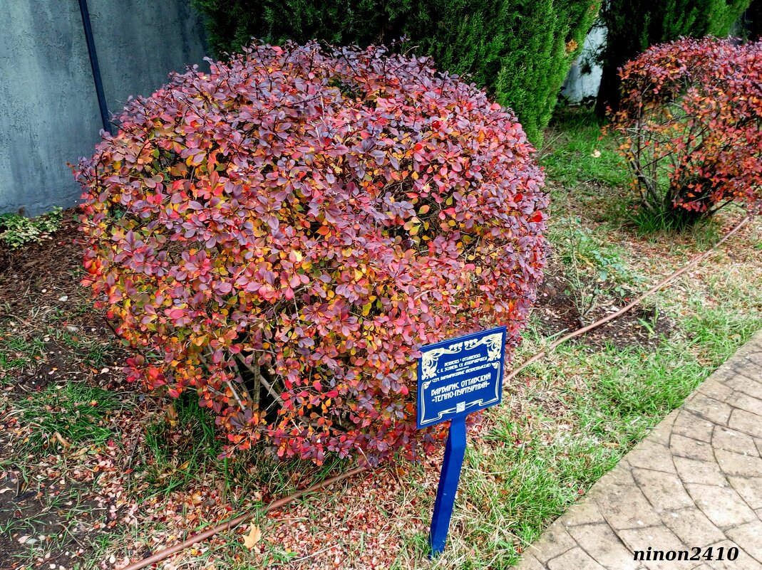 Адлер. Дендропарк "Южные культуры" - Нина Бутко Адлер. Дендропарк "Южные культуры" - Нина Бутко