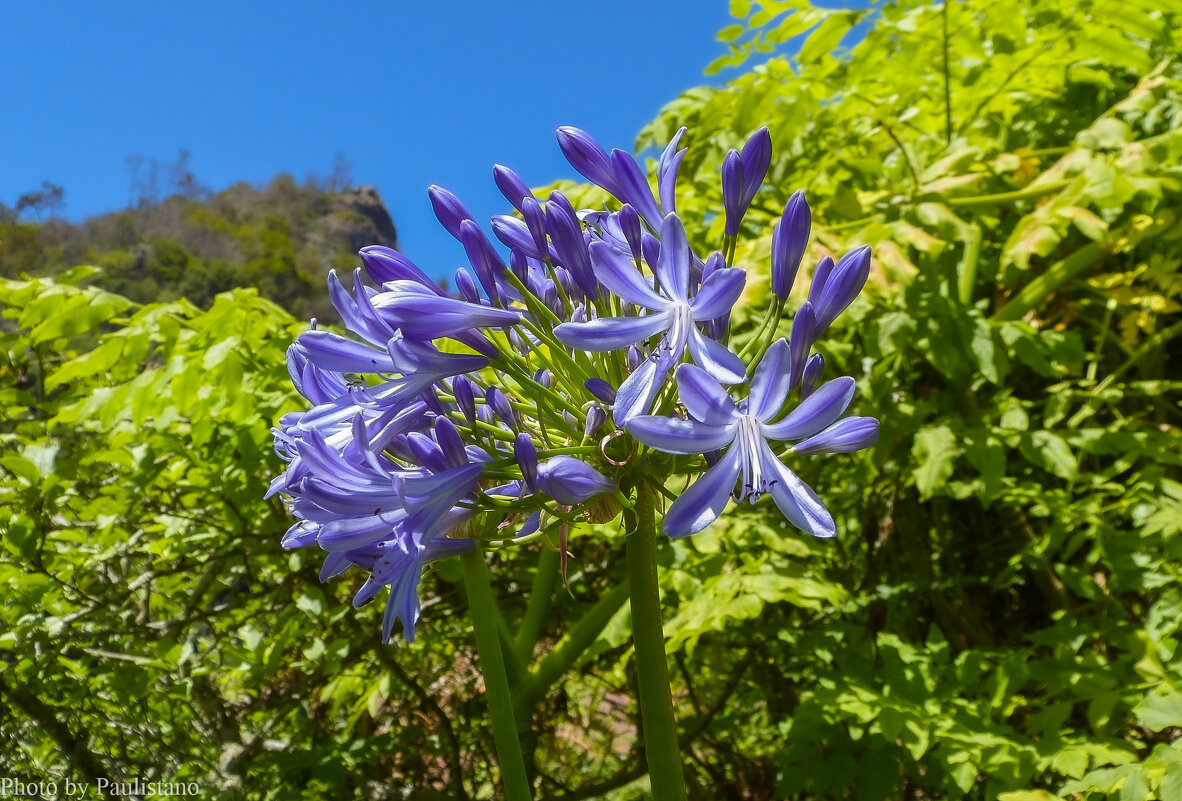 В горах Мадейры... - Владимир Жданов