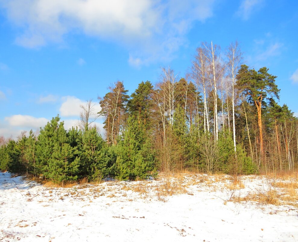 Роща на пригорке - Андрей Снегерёв Роща на пригорке - Андрей Снегерёв